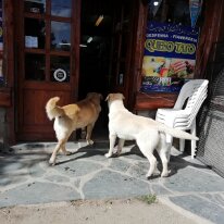 IMG_20191118_170144 18/11/2019 - A la sortie de presque tous les supermarchés des chiens errants - mais très smarts et discrets - mendient gentillement de la nourriture. Les...